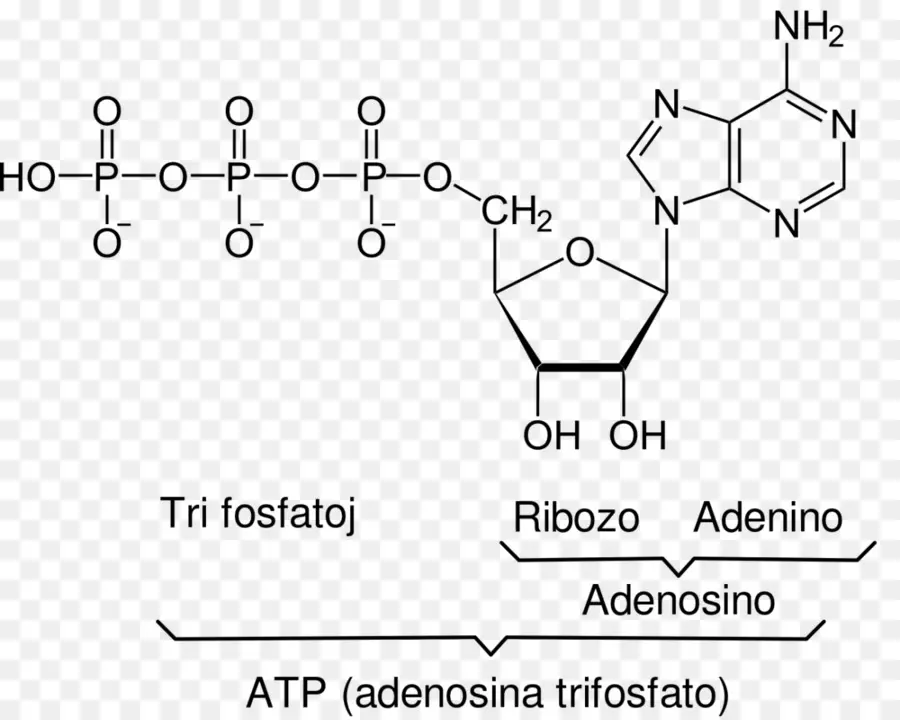 Atp Molekülü，Adenozin PNG