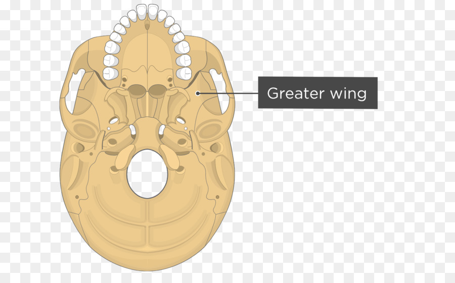 Sfenoid Of Pterygoid Işlemler，Medial Pterygoid Kas PNG