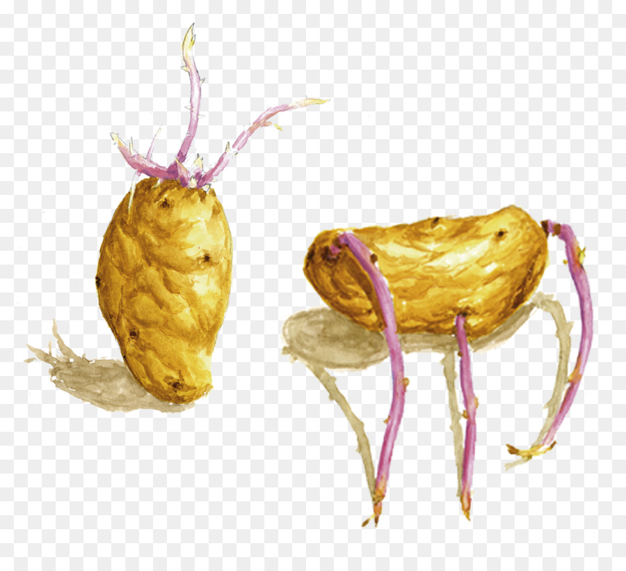 Patates，Meyve PNG