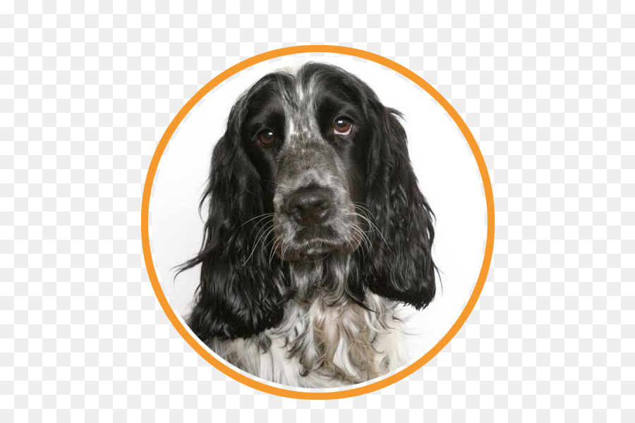 İngiliz Cocker Spaniel，Cocker Spaniel PNG