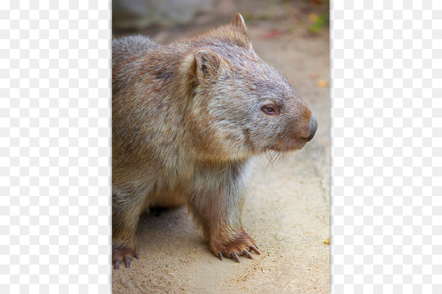 Avustralya，Wombat PNG