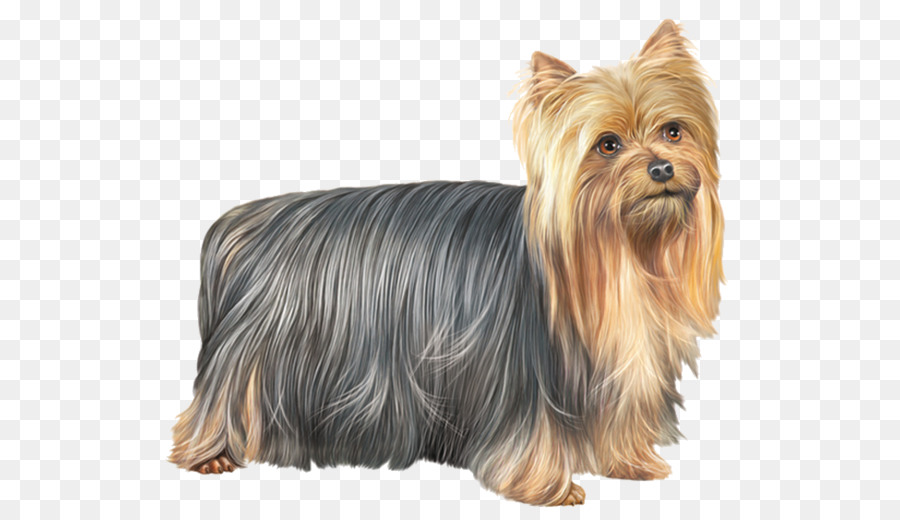 Yorkshire Terrier，Avustralya Ipeksi Terrier PNG