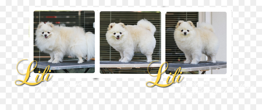 Köpek ırkı，Samoyed Köpek PNG