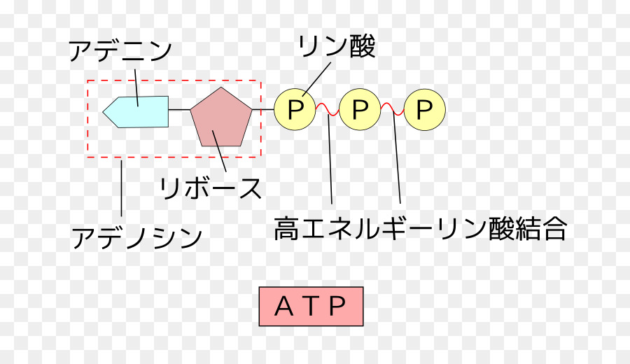 Adenozin Trifosfat，Adenozin Difosfat PNG