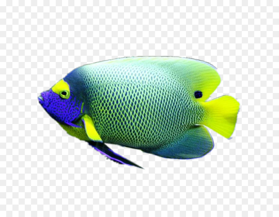 Balık，Deniz Biyolojisi PNG