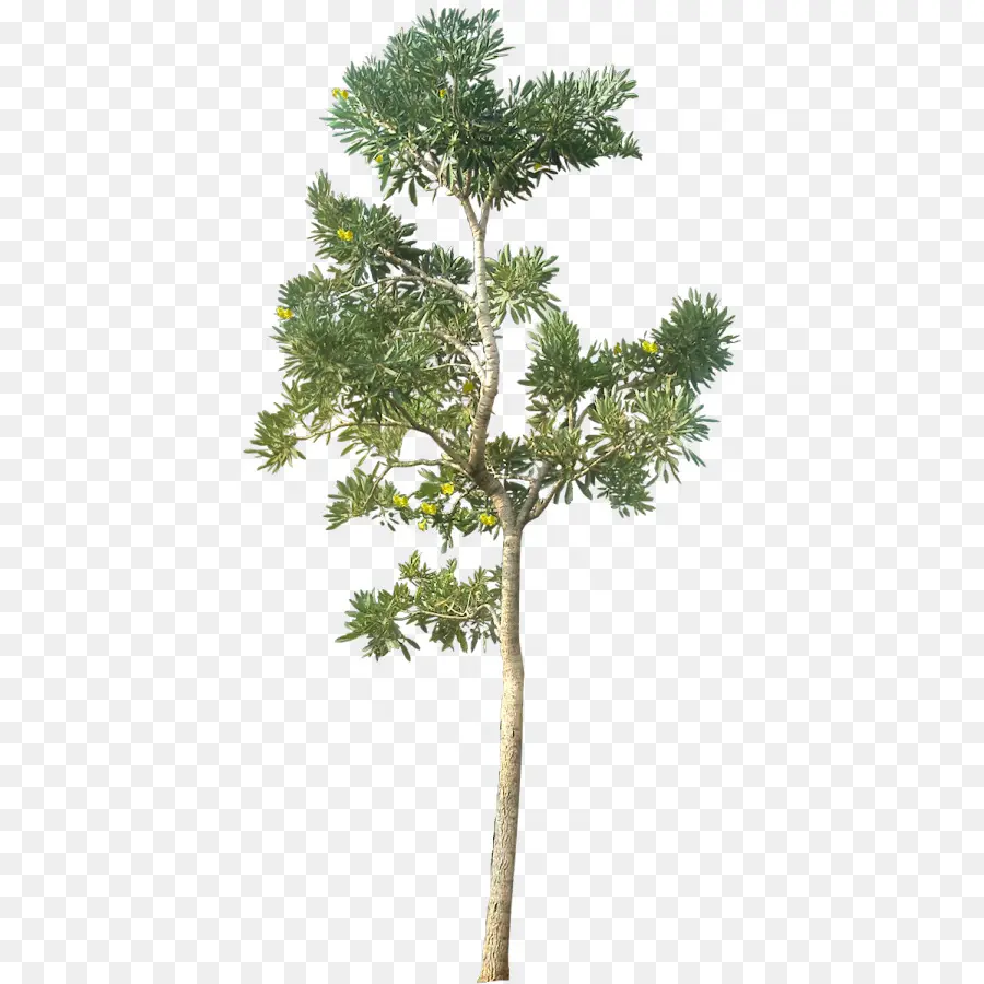 Ağaç，Mimari Render PNG