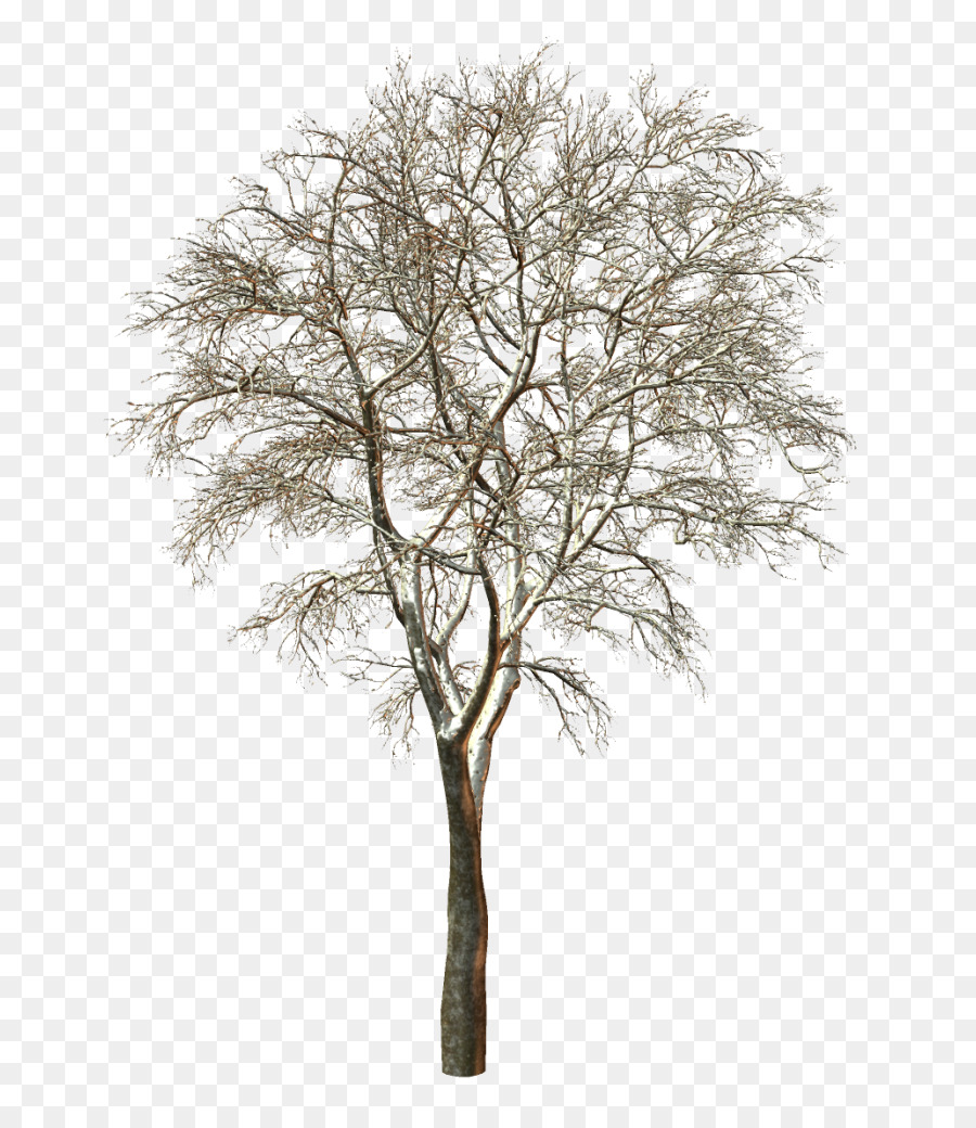 Ağaç，Şube PNG