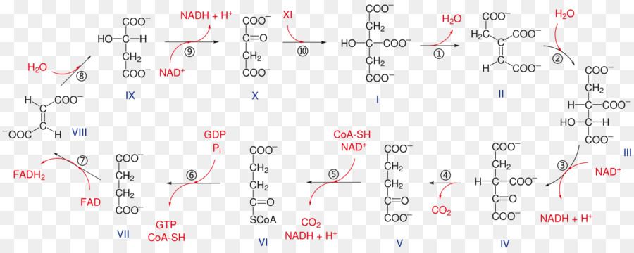 Sitrik Asit Döngüsü，Asitli Asit PNG