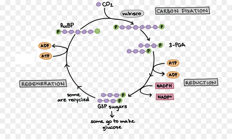 Calvin Dongusu Isik Bagimsiz Reaksiyonlar Hucresel Solunum Biyoloji Fotosentez Fotosentez Seffaf Png Goruntusu
