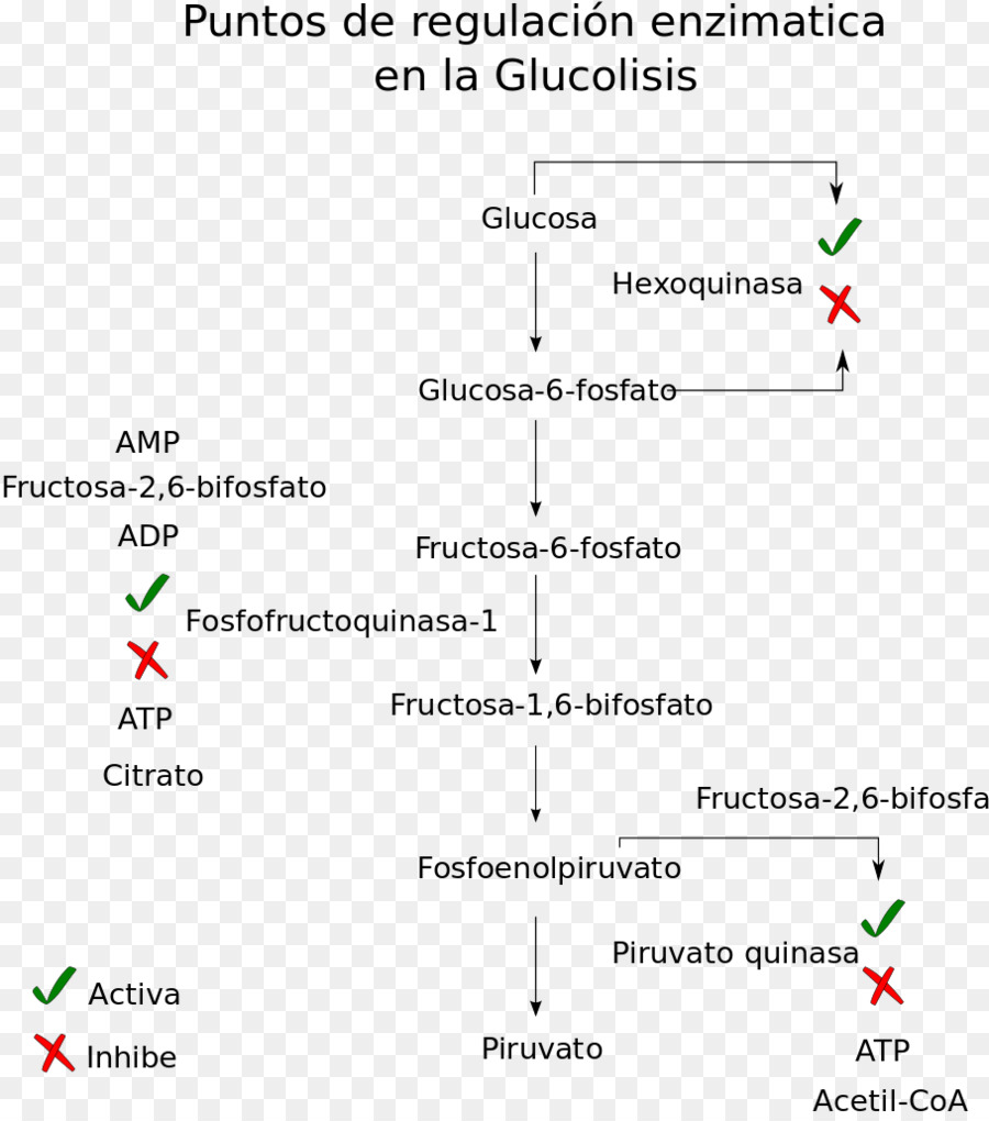 Glikoliz，Metabolik Yolu PNG