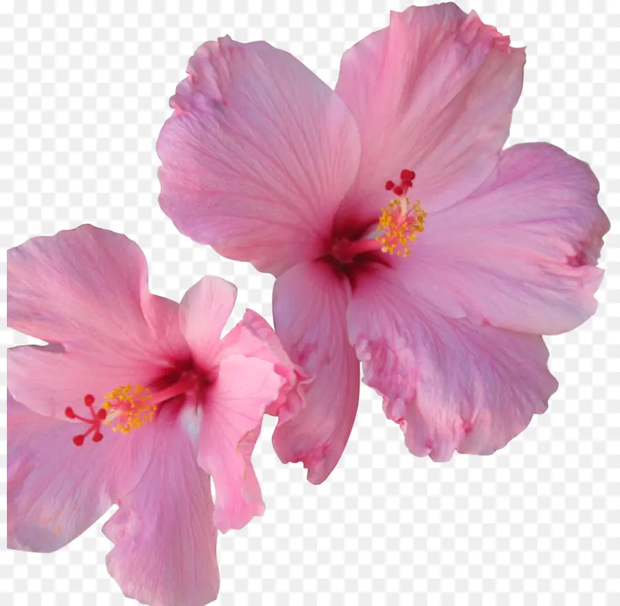 Hibiscus çay，çiçek PNG