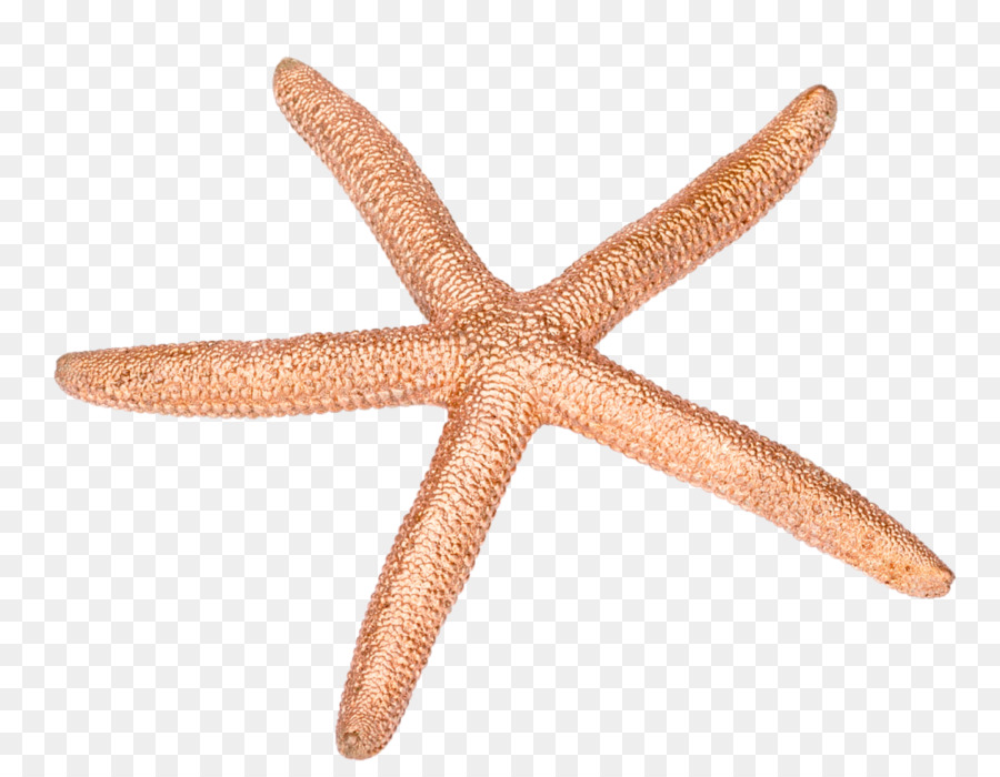 Denizyıldızı，Echinoderm PNG