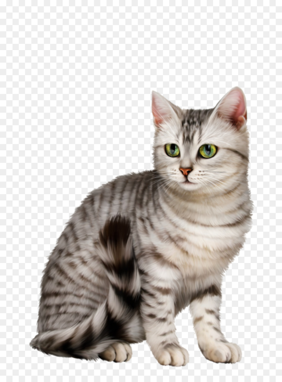 Kedi，Evcil Hayvan PNG