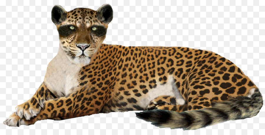 Leopar，Büyük Kedi PNG