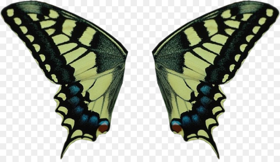 Kelebek，Eski Dünya Swallowtail PNG