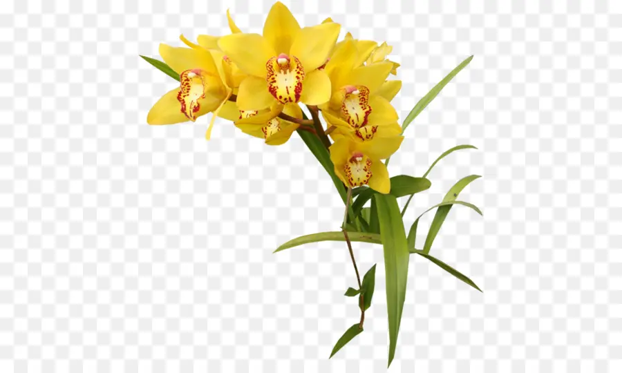 Orkide，Sarı PNG