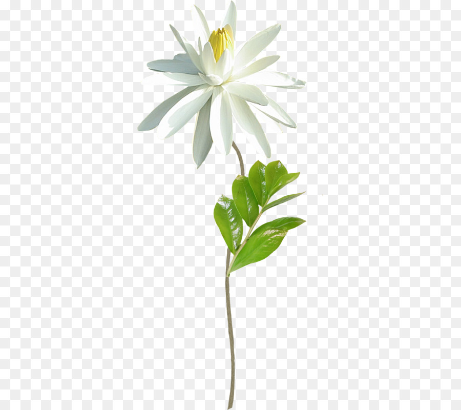 çiçek，ücretsiz PNG