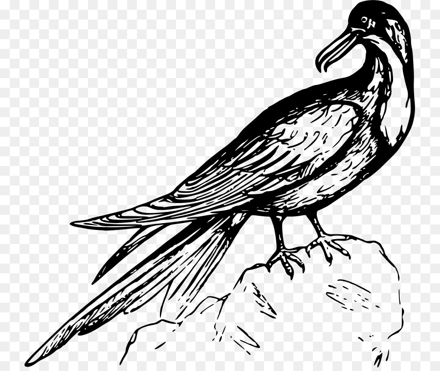 Frigatebird，Siyah Ve Beyaz PNG