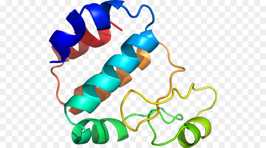 Protein Yapısı，Molekül PNG