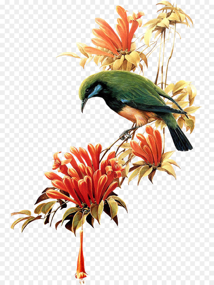 Kuş，çiçek PNG