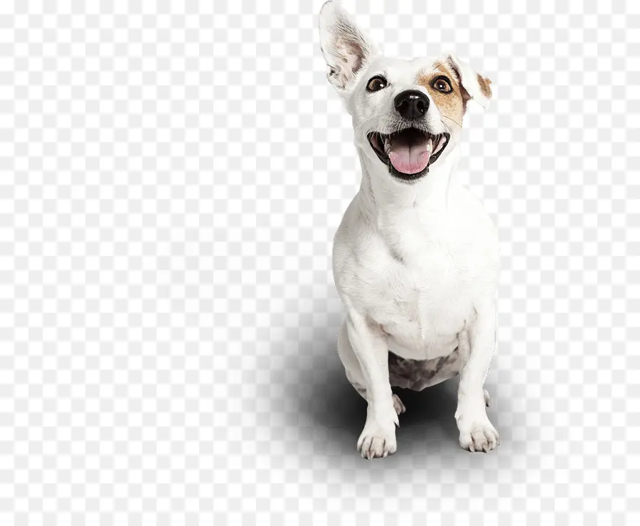 Beyaz Köpek，Mutlu PNG