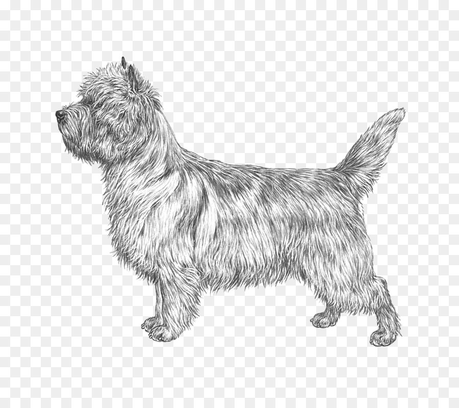 Cairn Terrier，Glen PNG