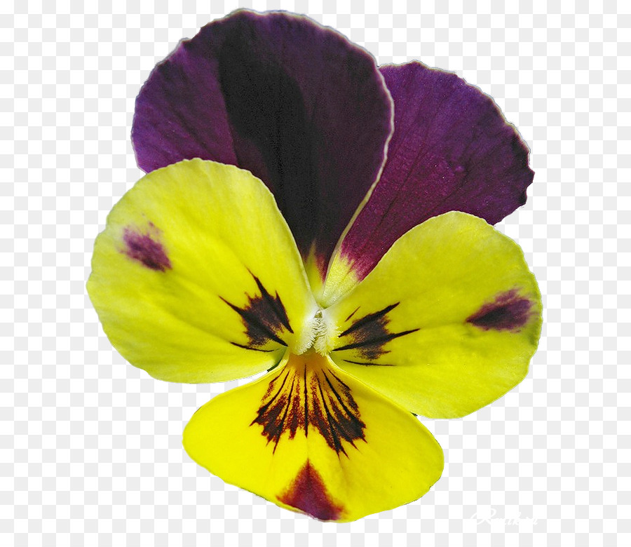 Hercai Menekşe，çiçek PNG
