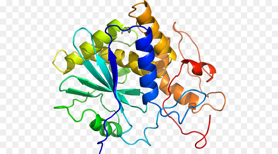 Protein Yapısı，Molekül PNG