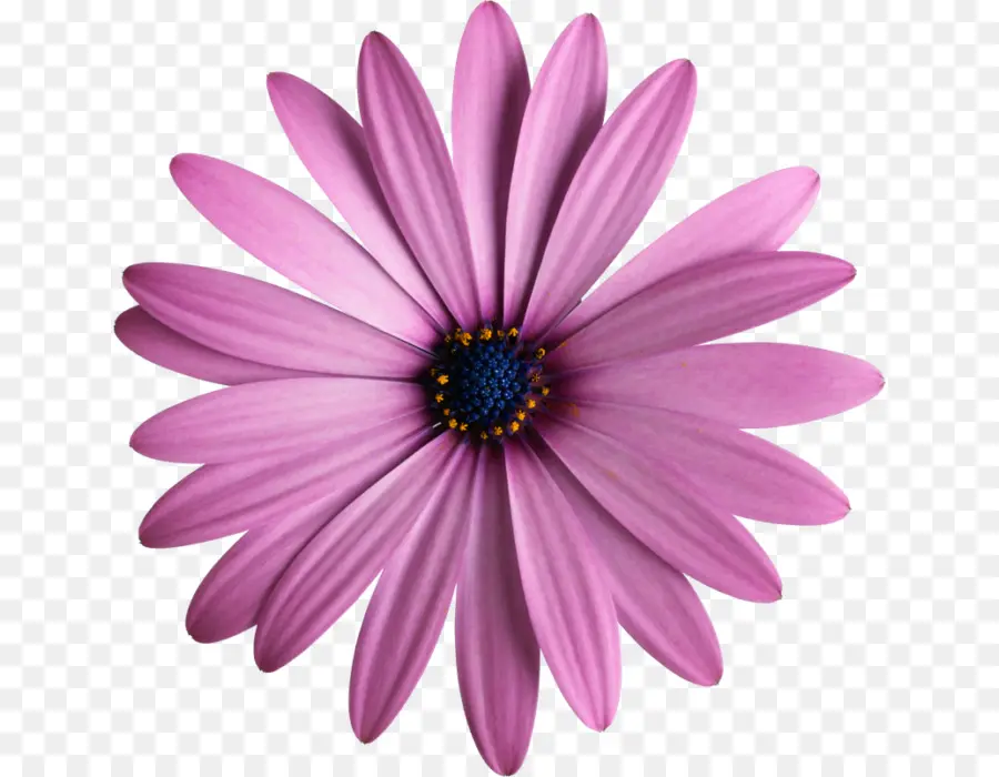 Nasıl Kız Arkadaş Dale Carnegie Kazanmak Mısın，çiçek PNG