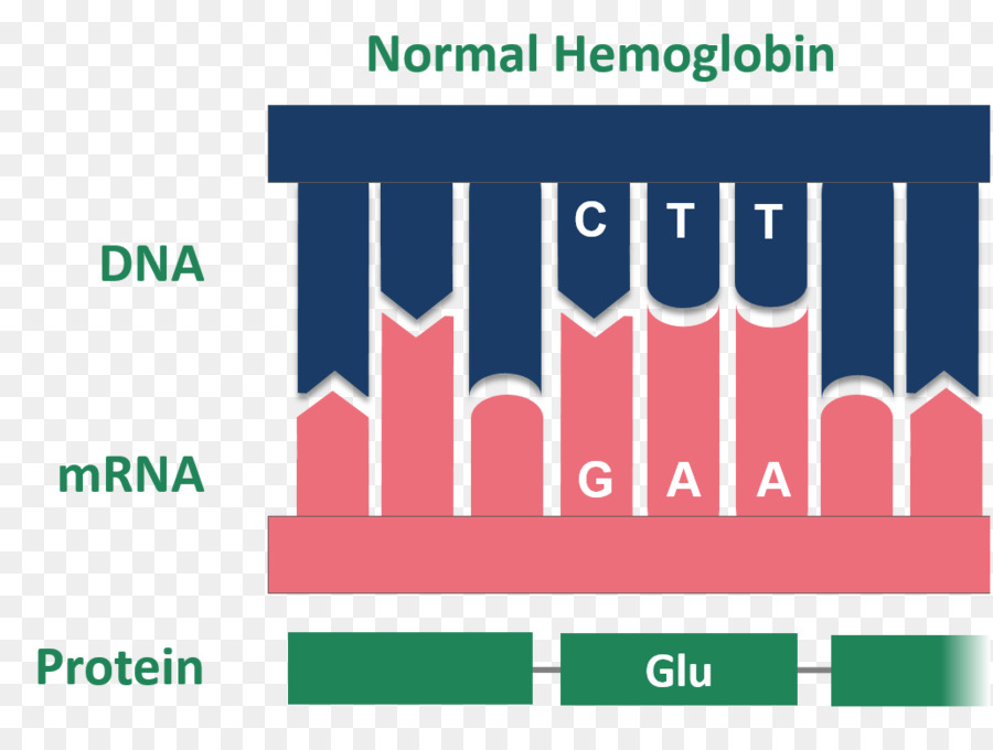 Hemoglobin，Orak Hücre Hastalığı PNG