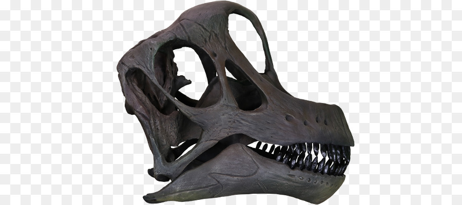 Dinozor Kafatası，İskelet PNG