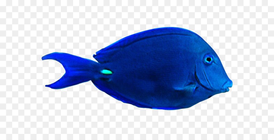 Balık，Plastik PNG