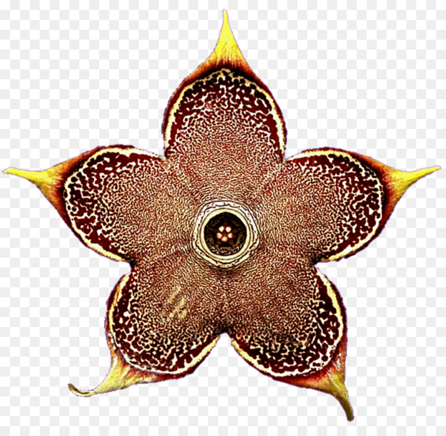 Simetri，çiçek PNG