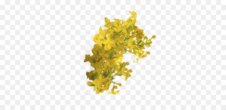 Solidago Virgaurea，Boşaltım Sistemi PNG