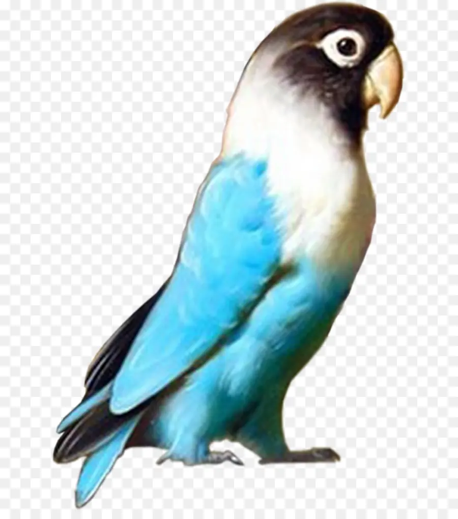 Dalğalı Papağanlar，Muhabbetkuşu PNG