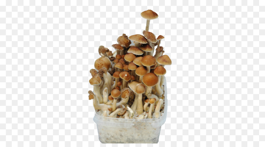 Shiitake，Ekmek PNG