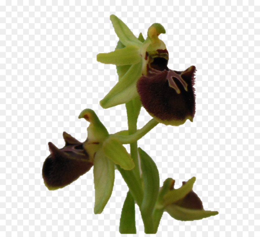 Ophrys Sphegodes，Ophrys Araneola PNG