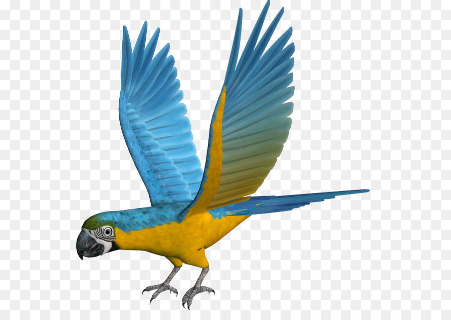Papağan，Muhabbetkuşu PNG