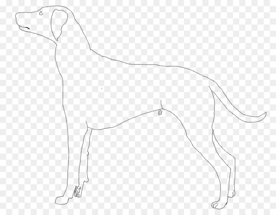 Tazı，Saluki PNG