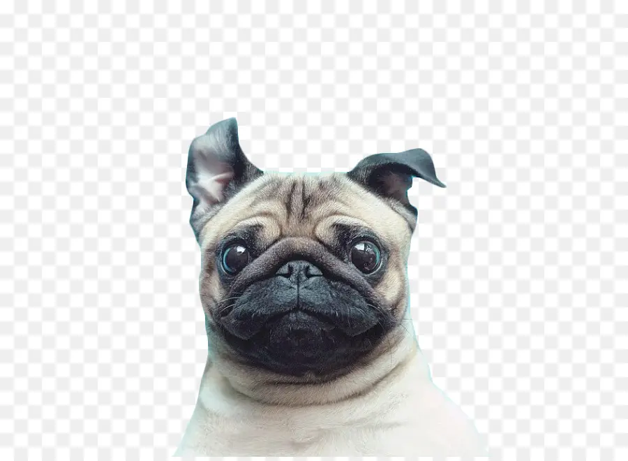 Pug Köpek，Evcil Hayvan PNG