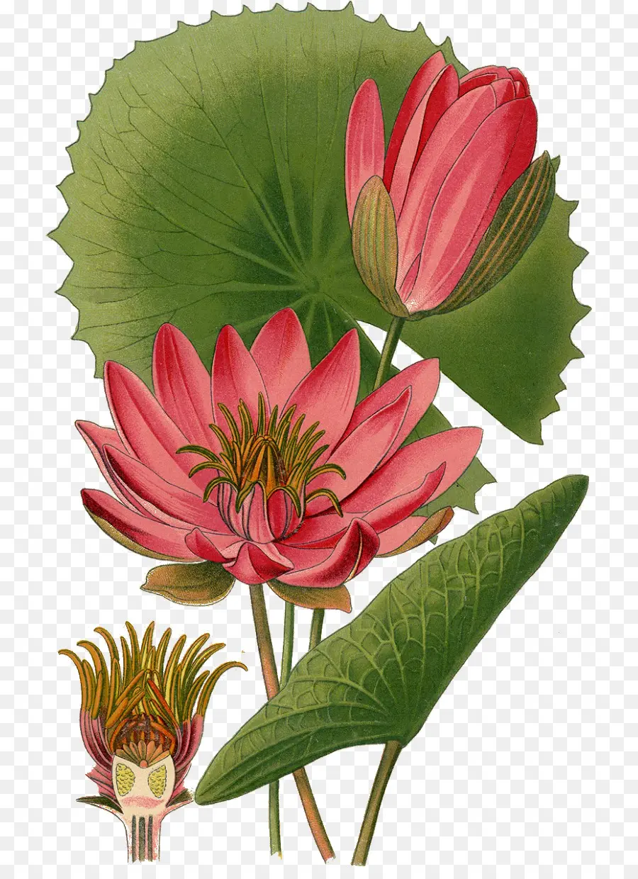 Lotus çiçeği，Pembe PNG