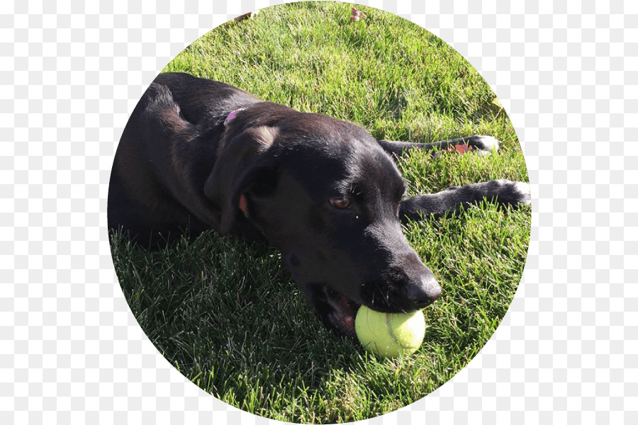 Labrador Retriever，Borador PNG