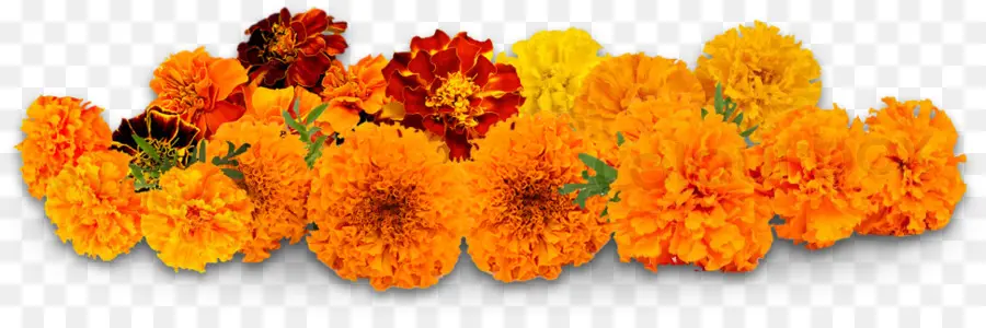 çiçek，Puja PNG