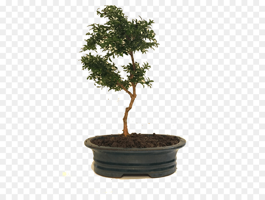 Bonsai Ağacı，Minyatür PNG