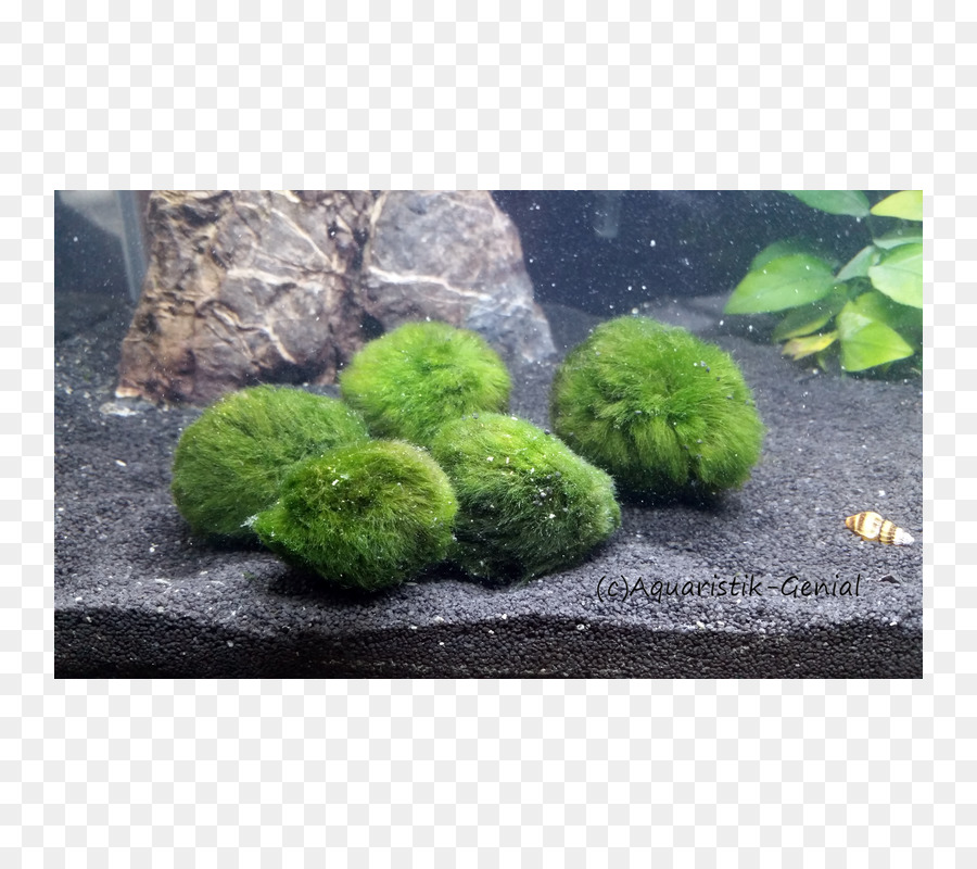 Marimo，Akvaryum PNG