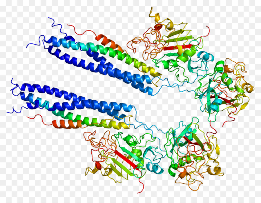 Protein Yapısı，Molekül PNG