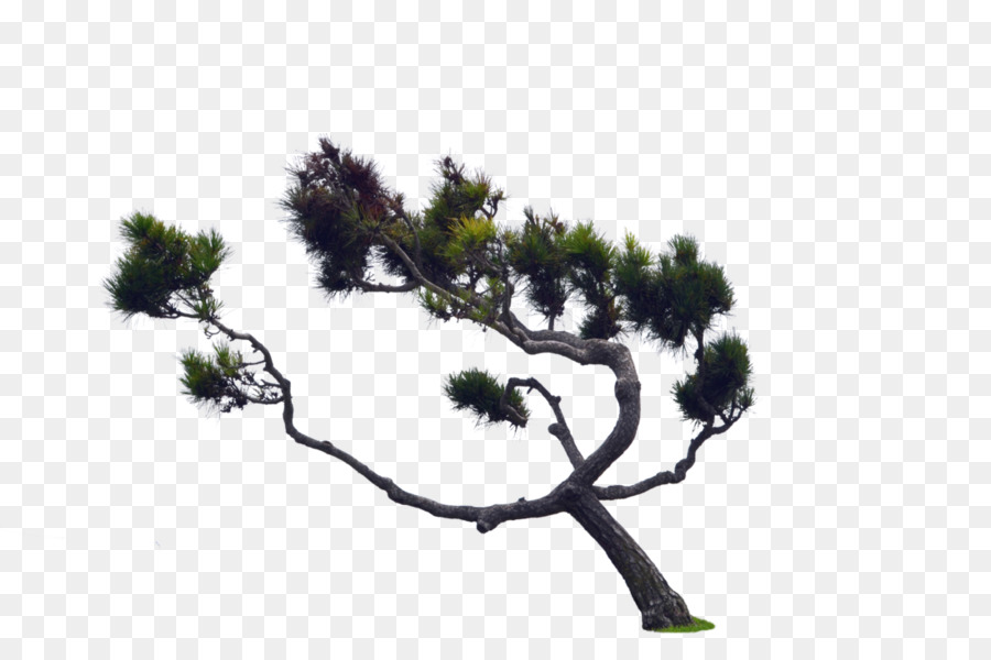 Ağaç，Kozalaklı Koni PNG