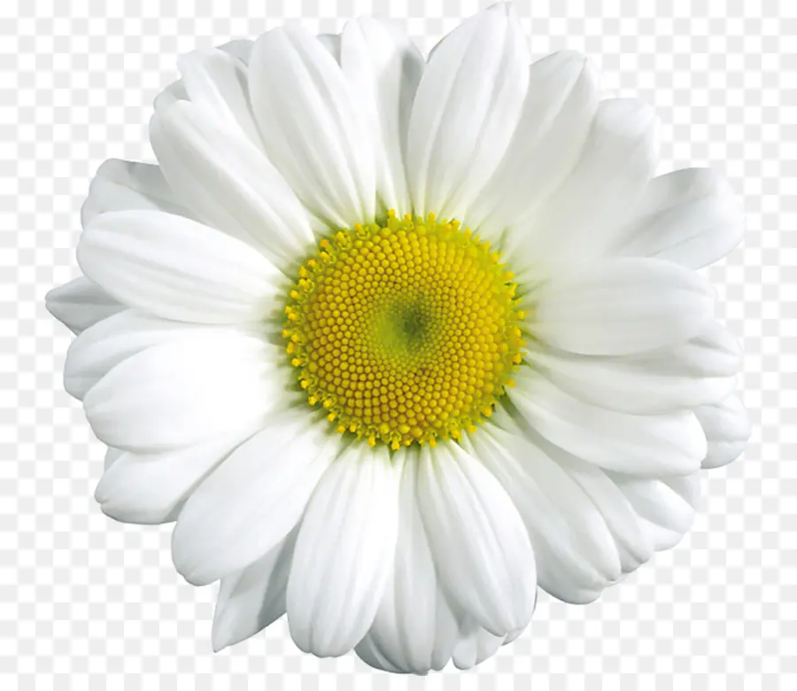 Ortak Daisy，Daisy Aile PNG