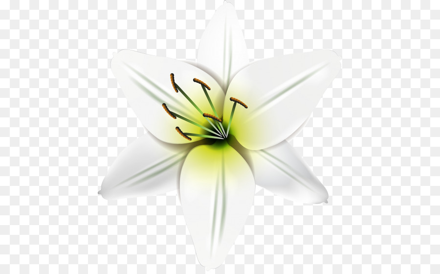 Kesme çiçekler，Yaprağı PNG