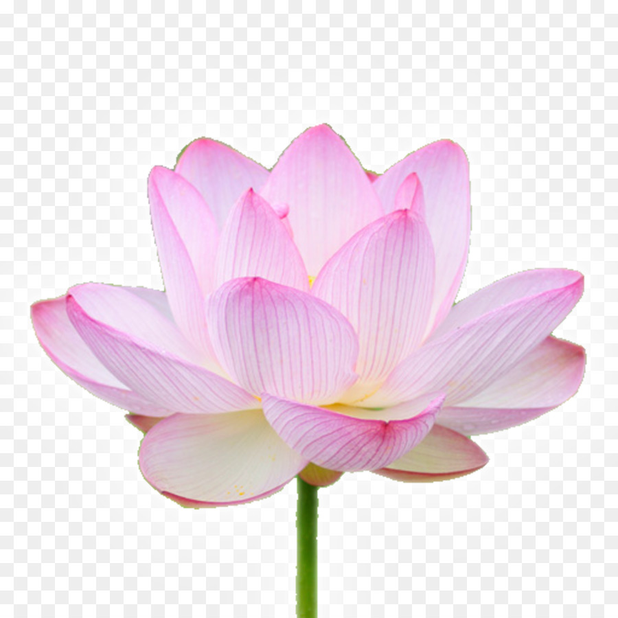 Pembe Lotus，Çiçek Açmak PNG